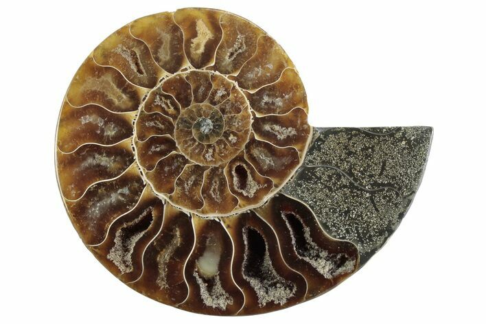 Cut & Polished Ammonite Fossil (Half) - Madagascar #364900
